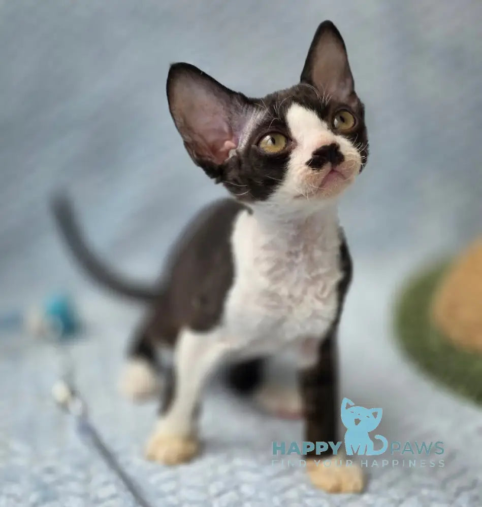 Wanessa Devon Rex female black bicolour live animals