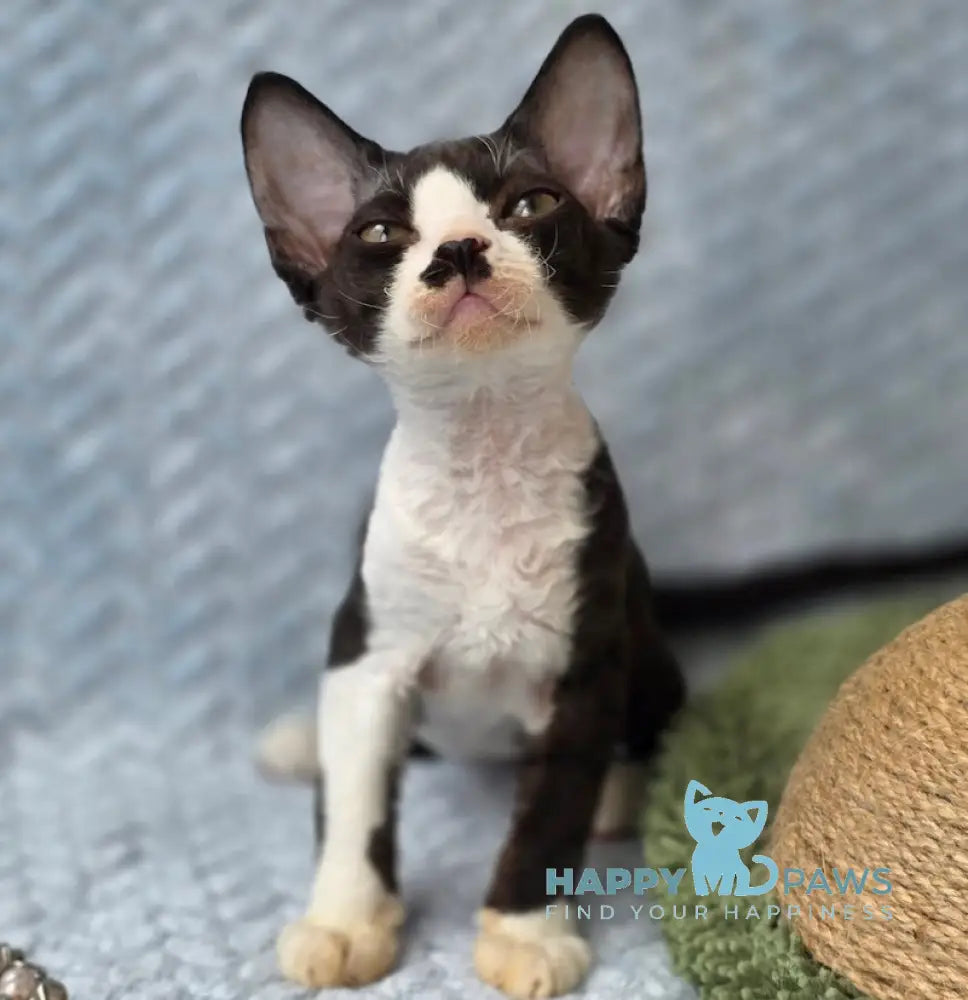 Wanessa Devon Rex female black bicolour live animals