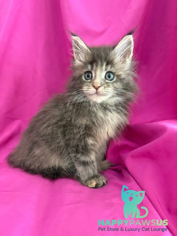 Wanessa Maine Coon female black tortie tabby live animals