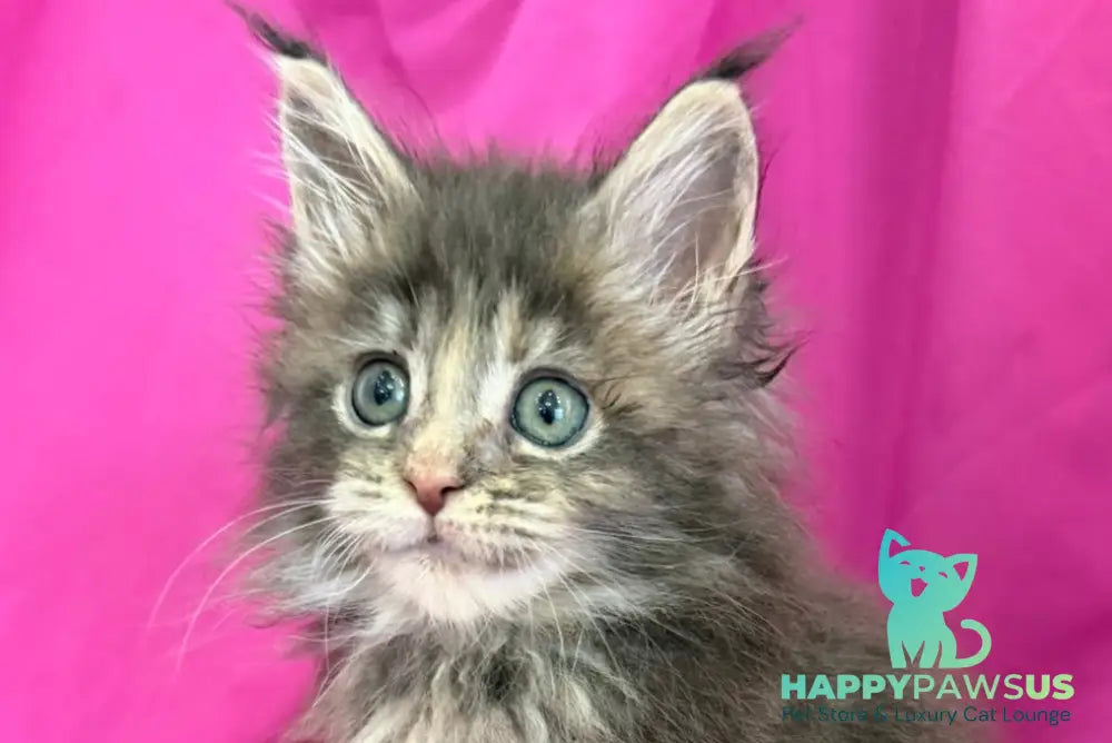 Wanessa Maine Coon female black tortie tabby live animals