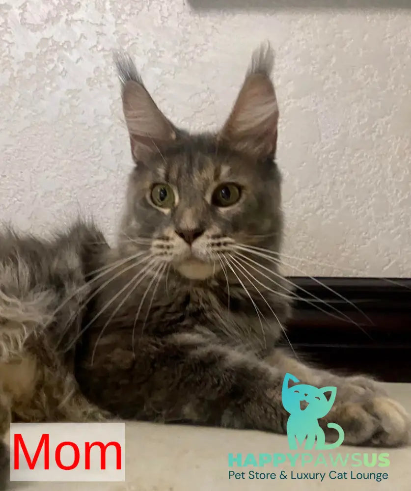Wanessa Maine Coon female black tortie tabby live animals
