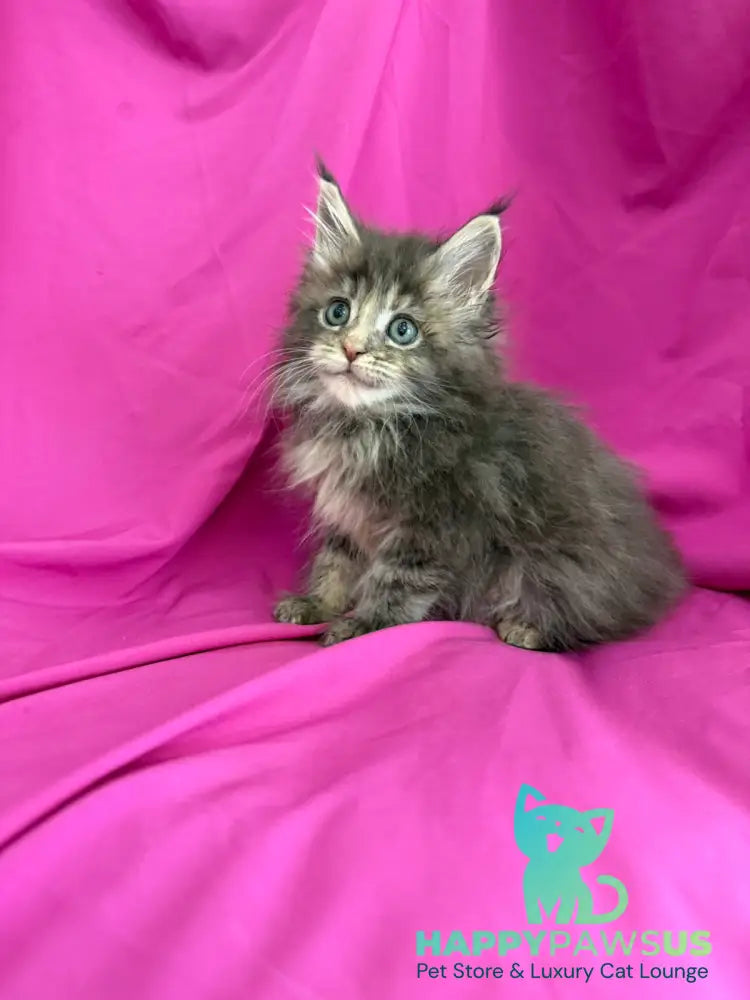 Wanessa Maine Coon female black tortie tabby live animals