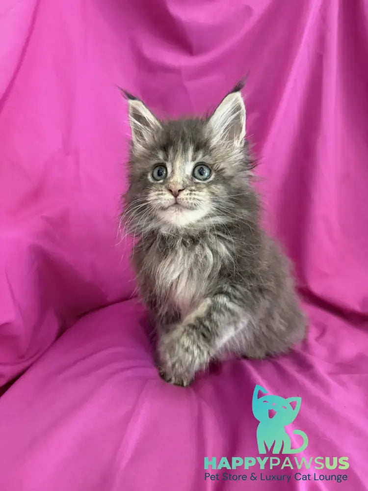 Wanessa Maine Coon female black tortie tabby live animals
