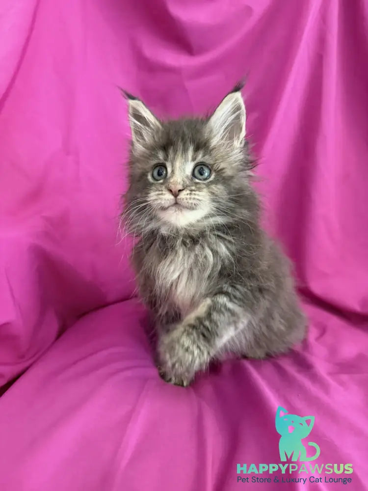 Wanessa Maine Coon female black tortie tabby live animals