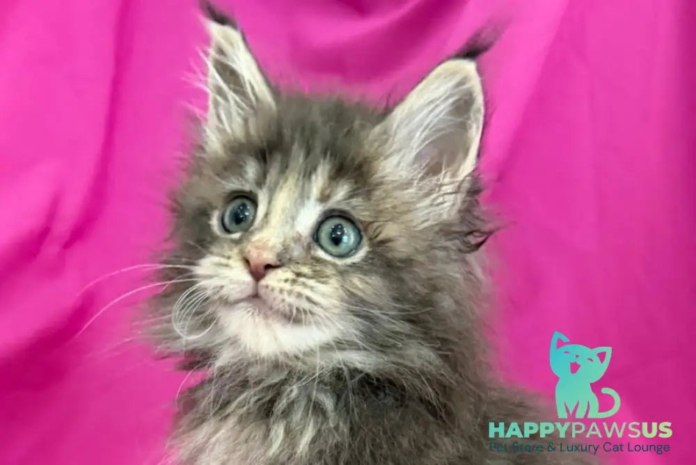 Wanessa Maine Coon female black tortie tabby live animals