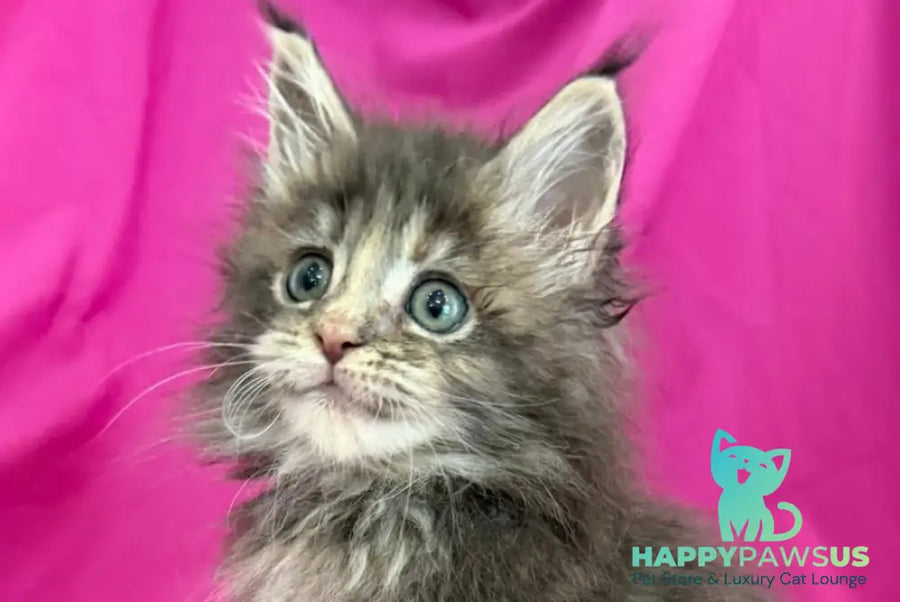 Wanessa Maine Coon female black tortie tabby live animals