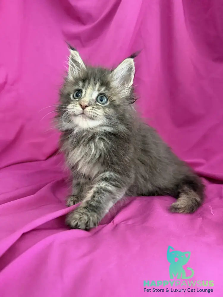Wanessa Maine Coon female black tortie tabby live animals