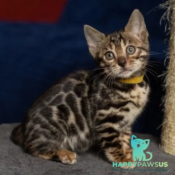 Waneta Bengal female black spotted tabby - live animals