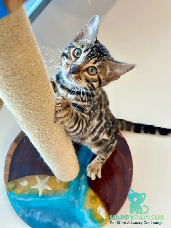 Waneta Bengal female black spotted tabby - live animals