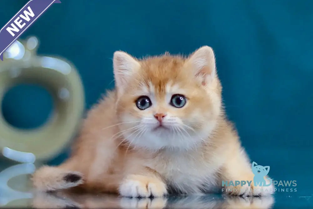 Waria British Shorthair female black golden shaded live animals