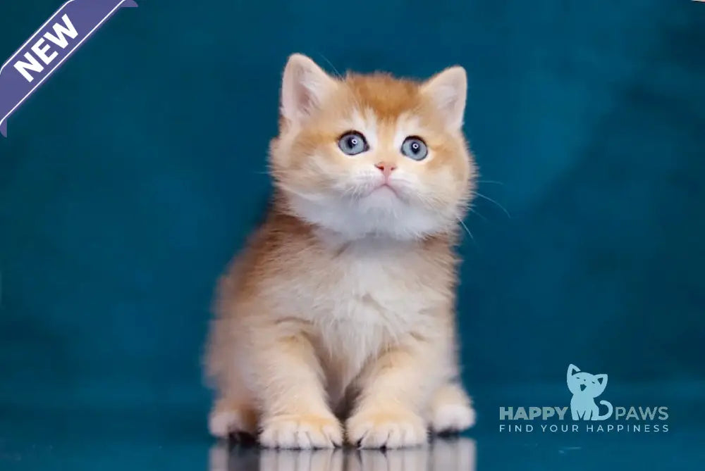 Waria British Shorthair female black golden shaded live animals