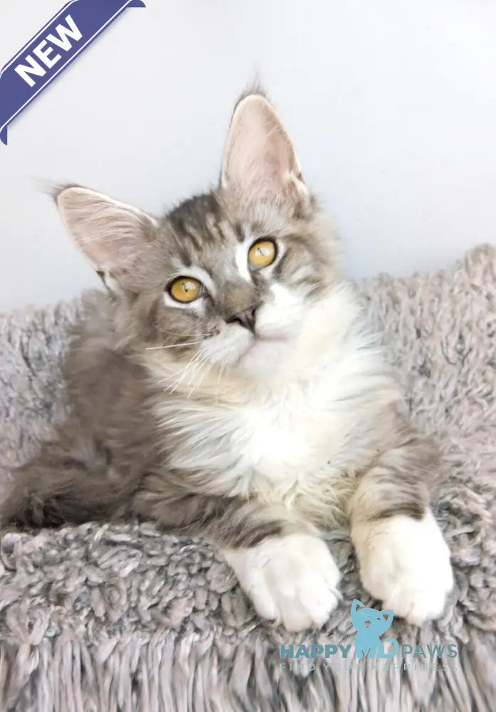 Wariivat Maine Coon male black silver tabby mitted live animals