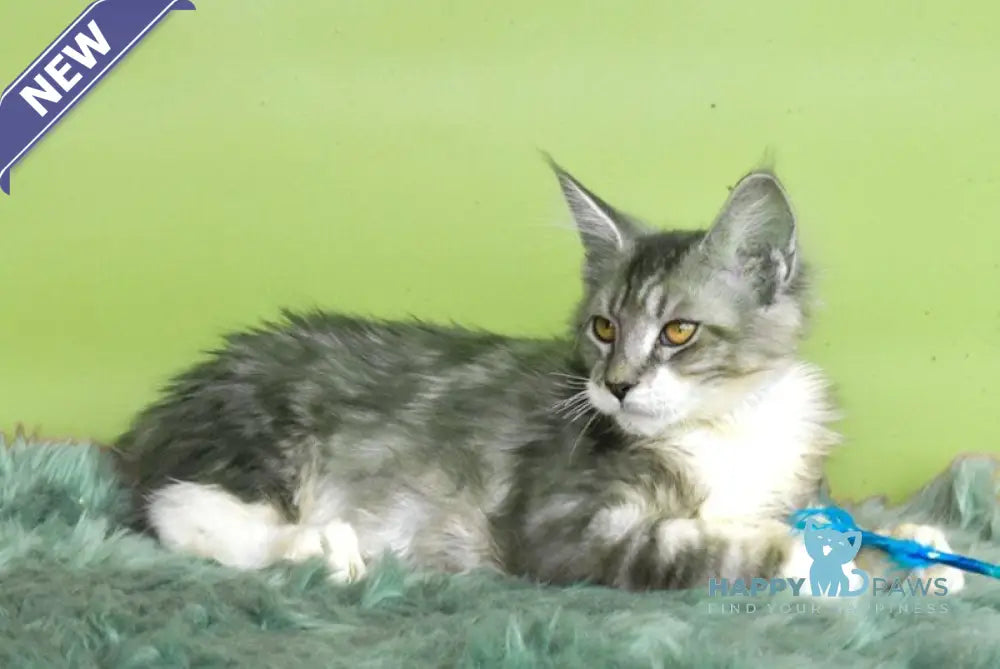 Wariivat Maine Coon male black silver tabby mitted live animals