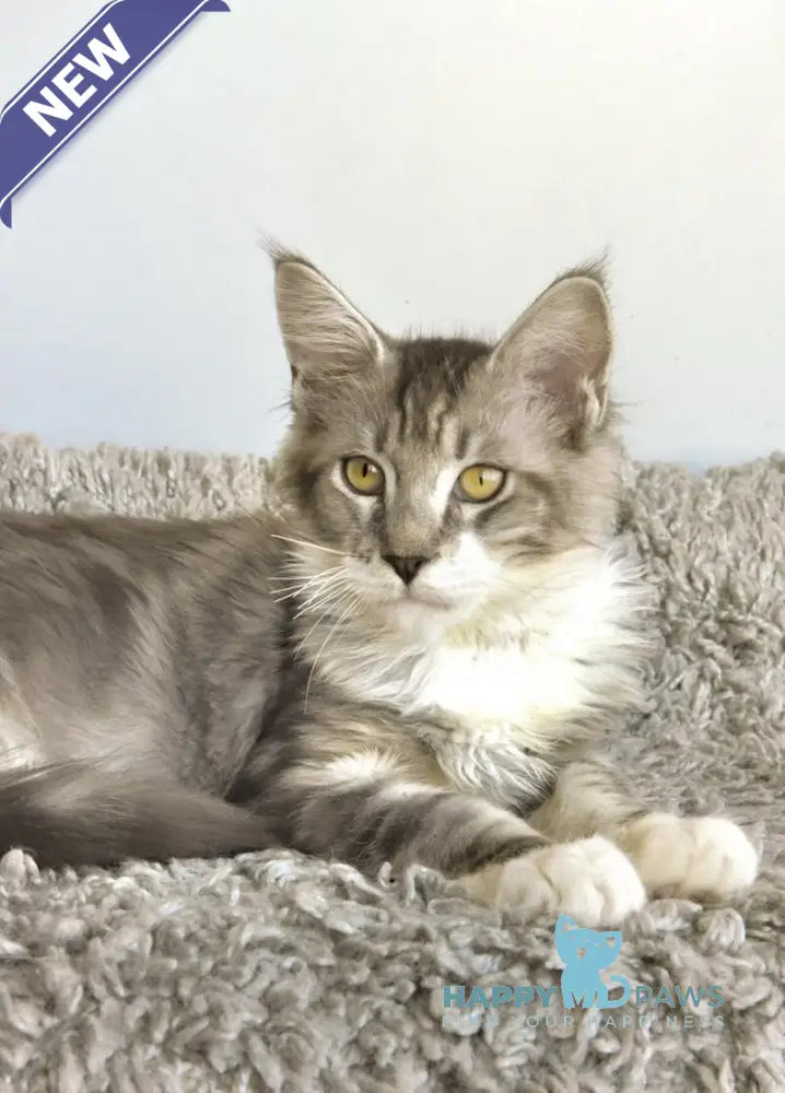 Wariivat Maine Coon male black silver tabby mitted live animals