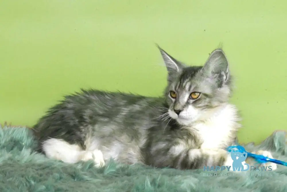Wariivat Maine Coon male black silver tabby mitted live animals