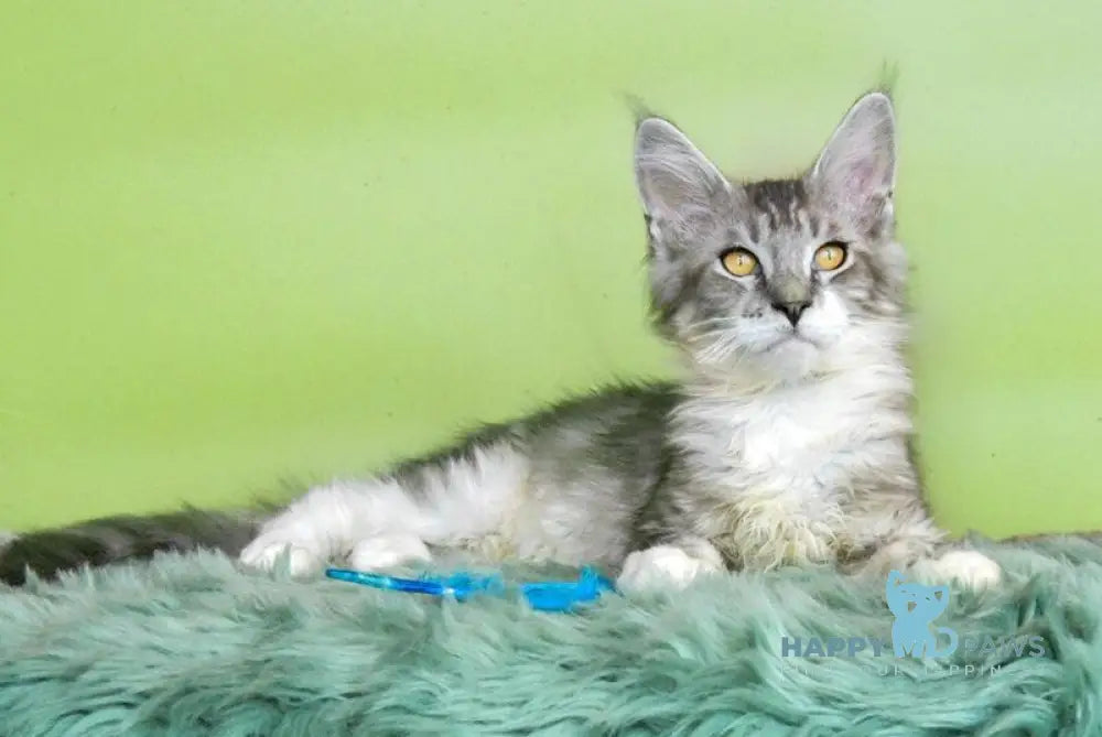 Wariivat Maine Coon male black silver tabby mitted live animals
