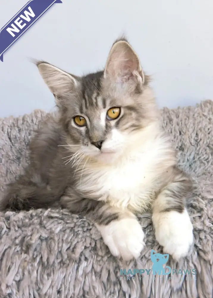 Wariivat Maine Coon male black silver tabby mitted live animals