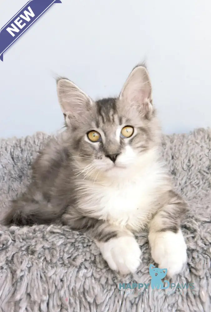 Wariivat Maine Coon male black silver tabby mitted live animals