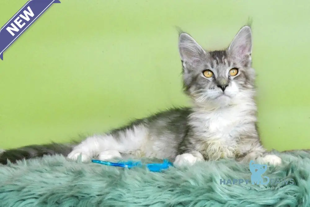 Wariivat Maine Coon male black silver tabby mitted live animals
