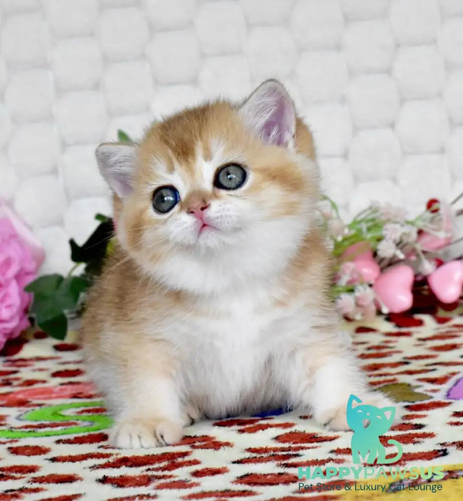 Warya British Shorthair female black golden shaded - live animals