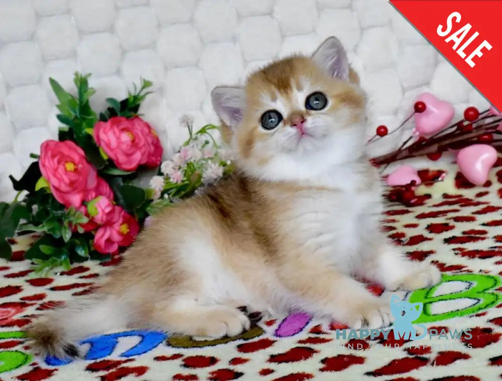 Warya British Shorthair female black golden shaded - live animals