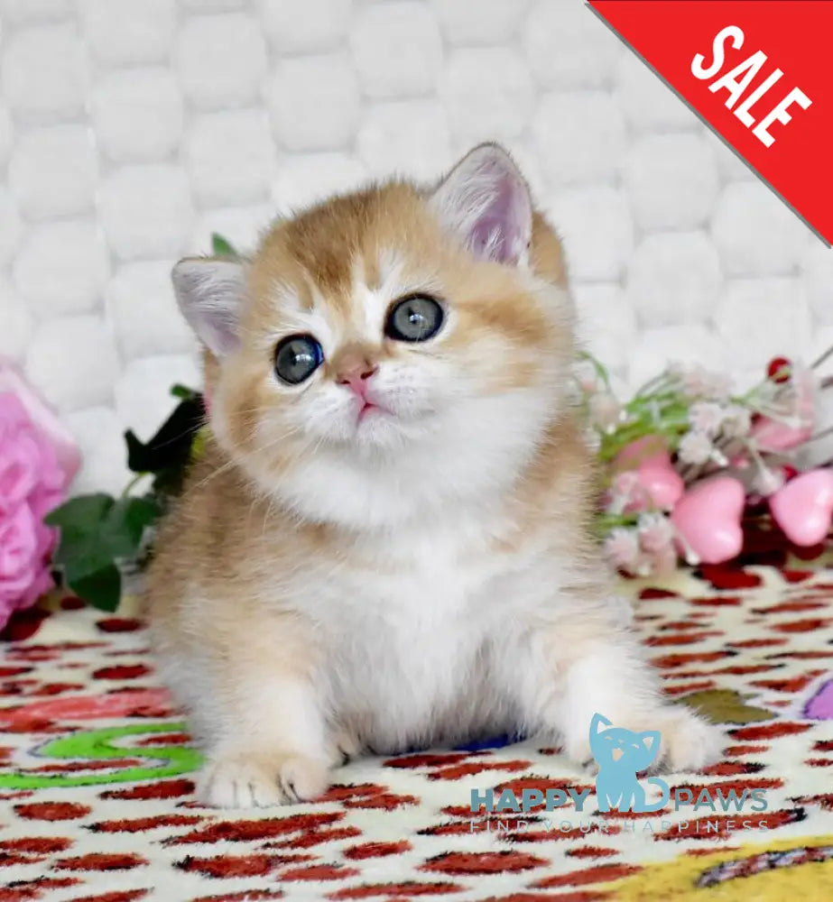 Warya British Shorthair female black golden shaded - live animals