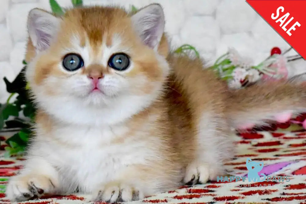 Warya British Shorthair female black golden shaded - live animals