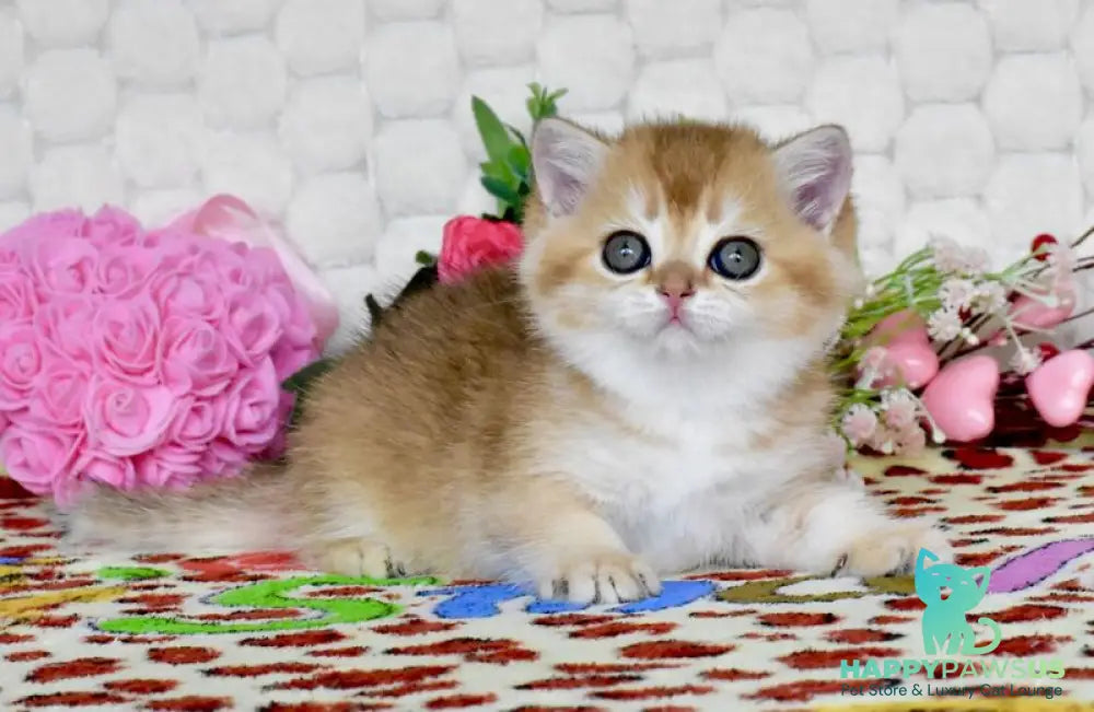 Warya British Shorthair female black golden shaded - live animals