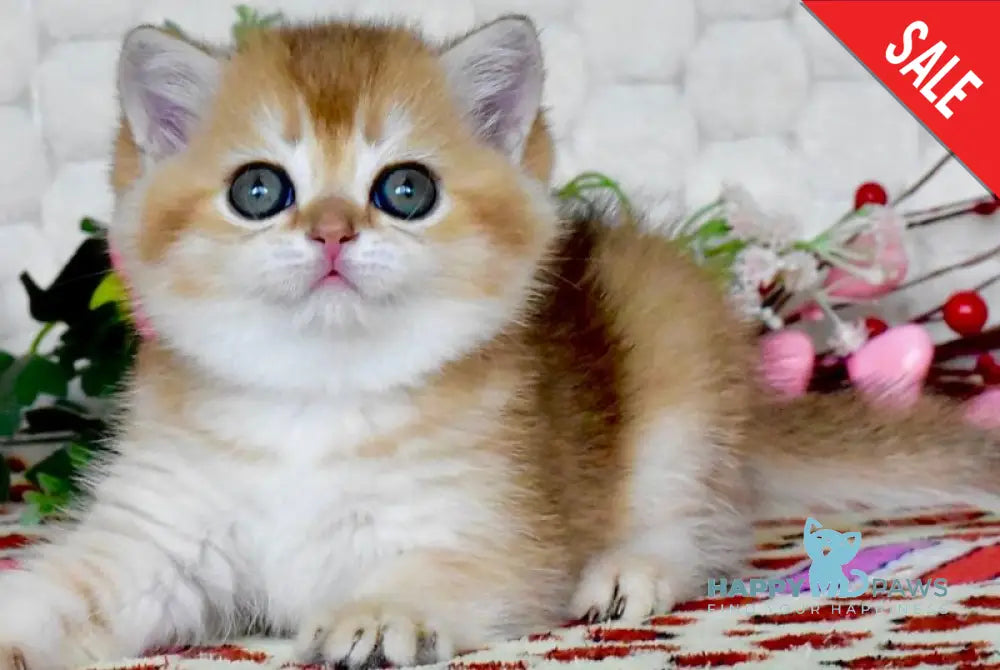 Warya British Shorthair female black golden shaded - live animals