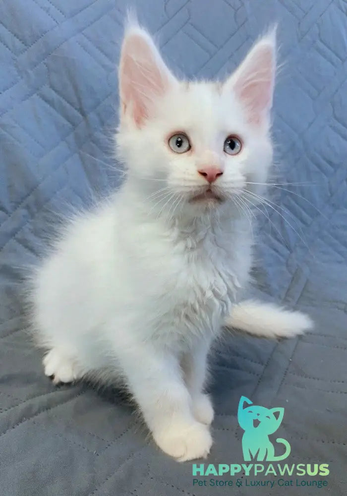 Wasabi Maine Coon female white live animals