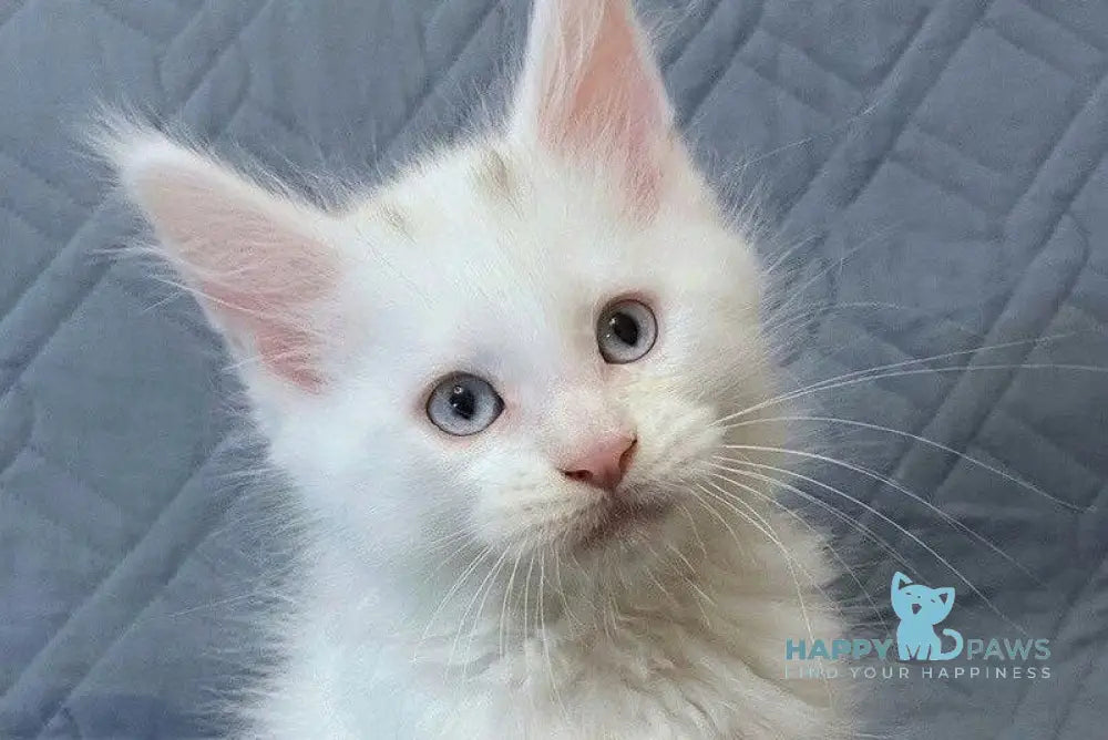 Wasabi Maine Coon female white live animals