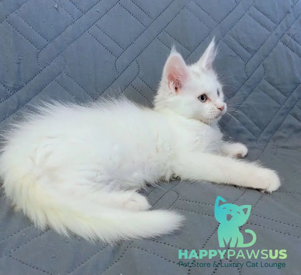 Wasabi Maine Coon female white live animals