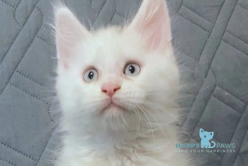 Wasabi Maine Coon female white live animals