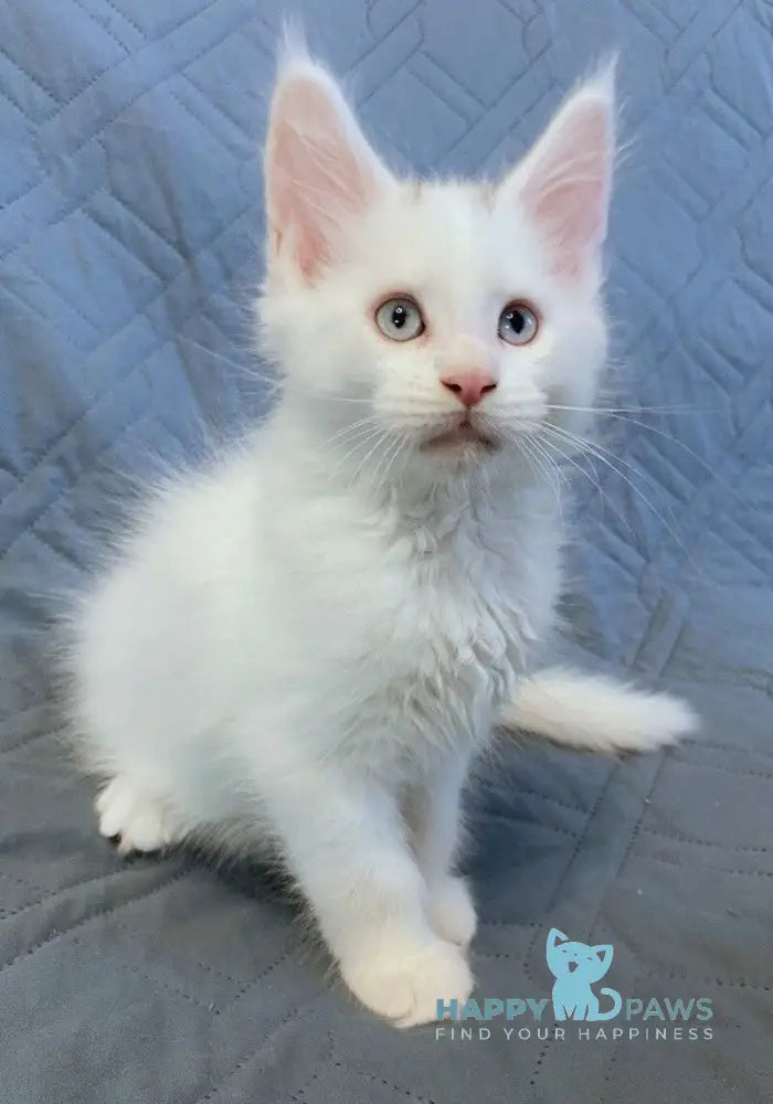 Wasabi Maine Coon female white live animals