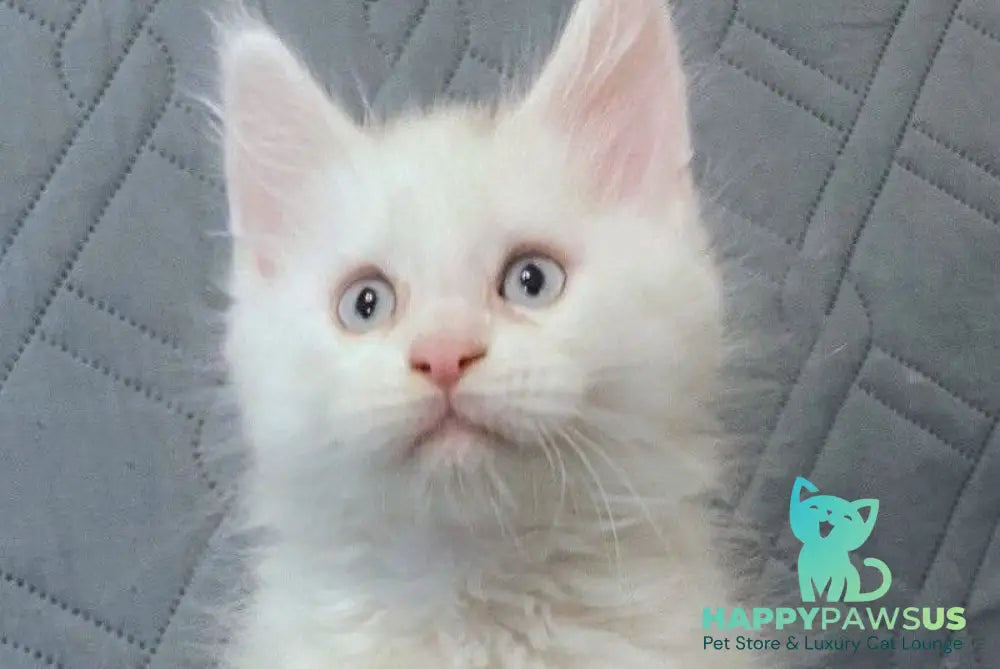 Wasabi Maine Coon female white live animals