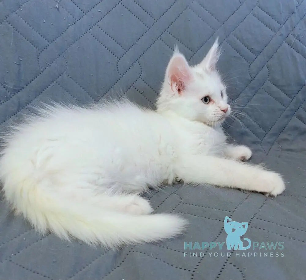 Wasabi Maine Coon female white live animals