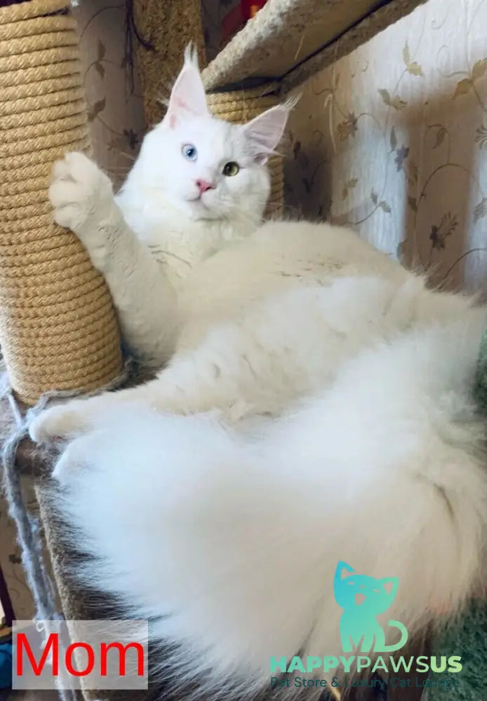 Wasabi Maine Coon female white live animals