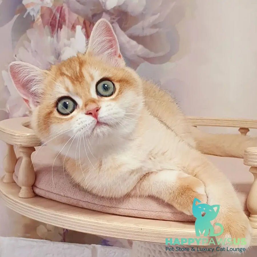 Wasilisa British Shorthair female black golden chinchilla - live animals
