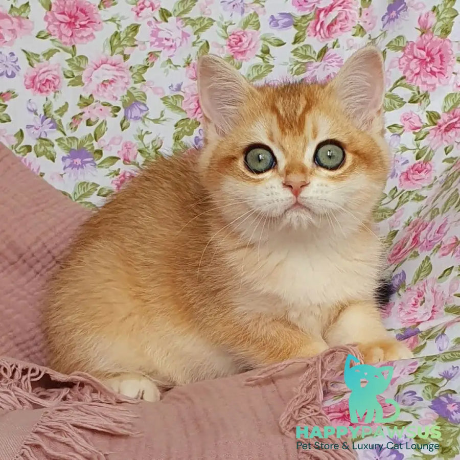 Wasilisa British Shorthair female black golden chinchilla - live animals