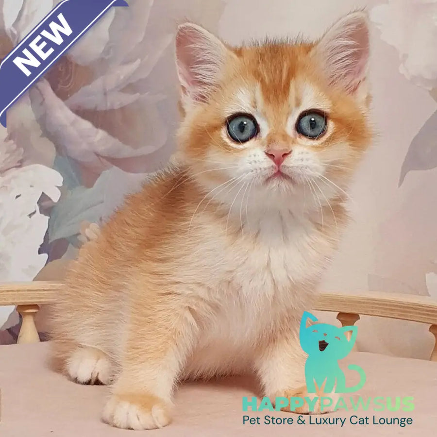 Wasilisa British Shorthair female black golden chinchilla - live animals