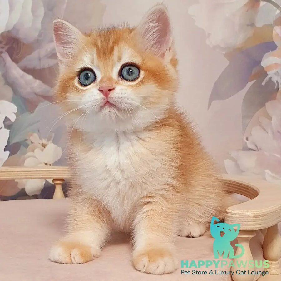 Wasilisa British Shorthair female black golden chinchilla - live animals