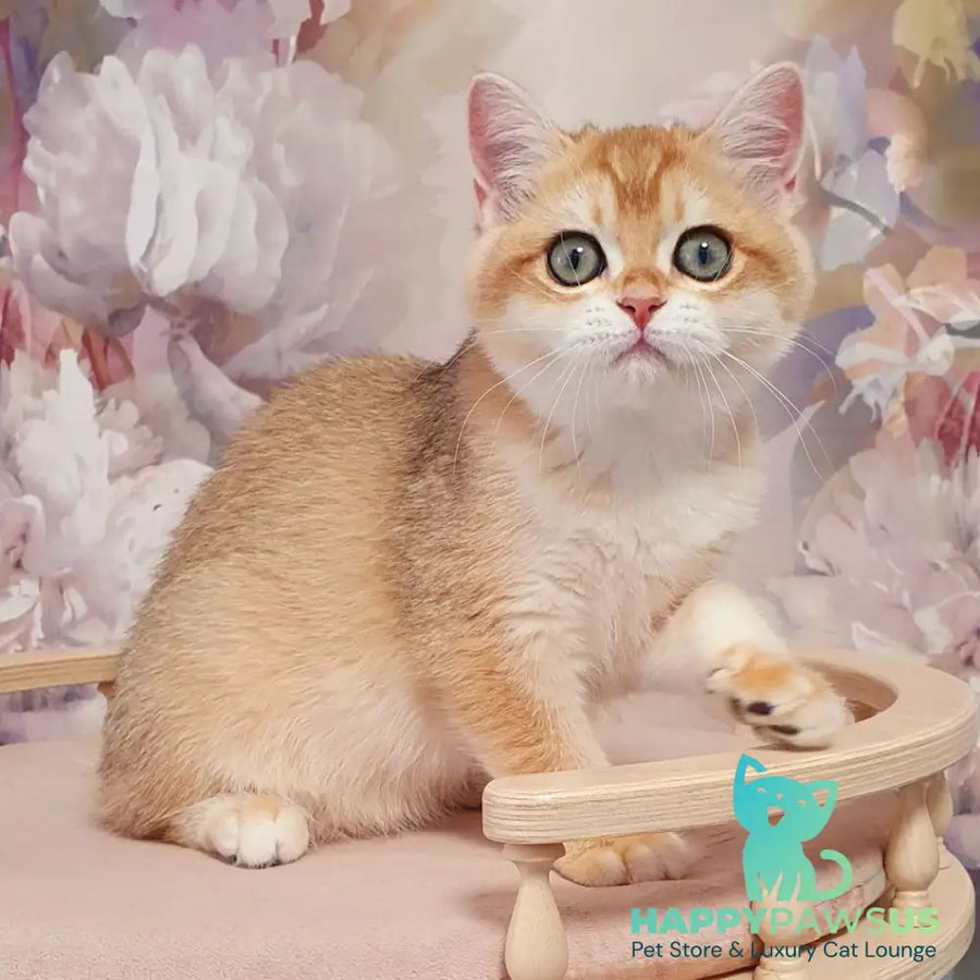 Wasilisa British Shorthair female black golden chinchilla - live animals