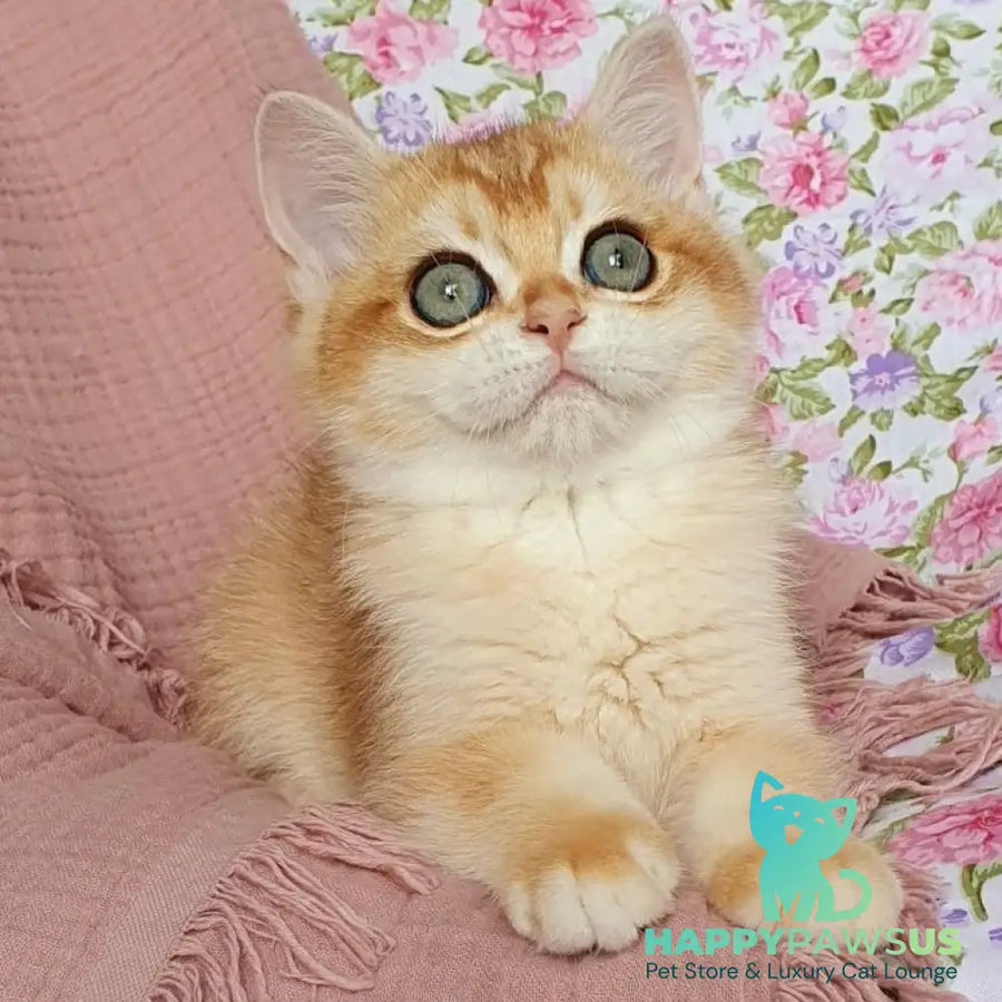 Wasilisa British Shorthair female black golden chinchilla - live animals