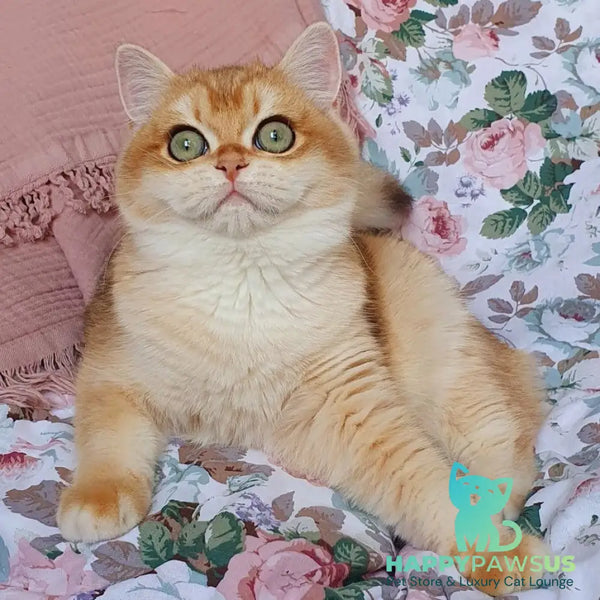Wasilisa British Shorthair female black golden chinchilla - live animals