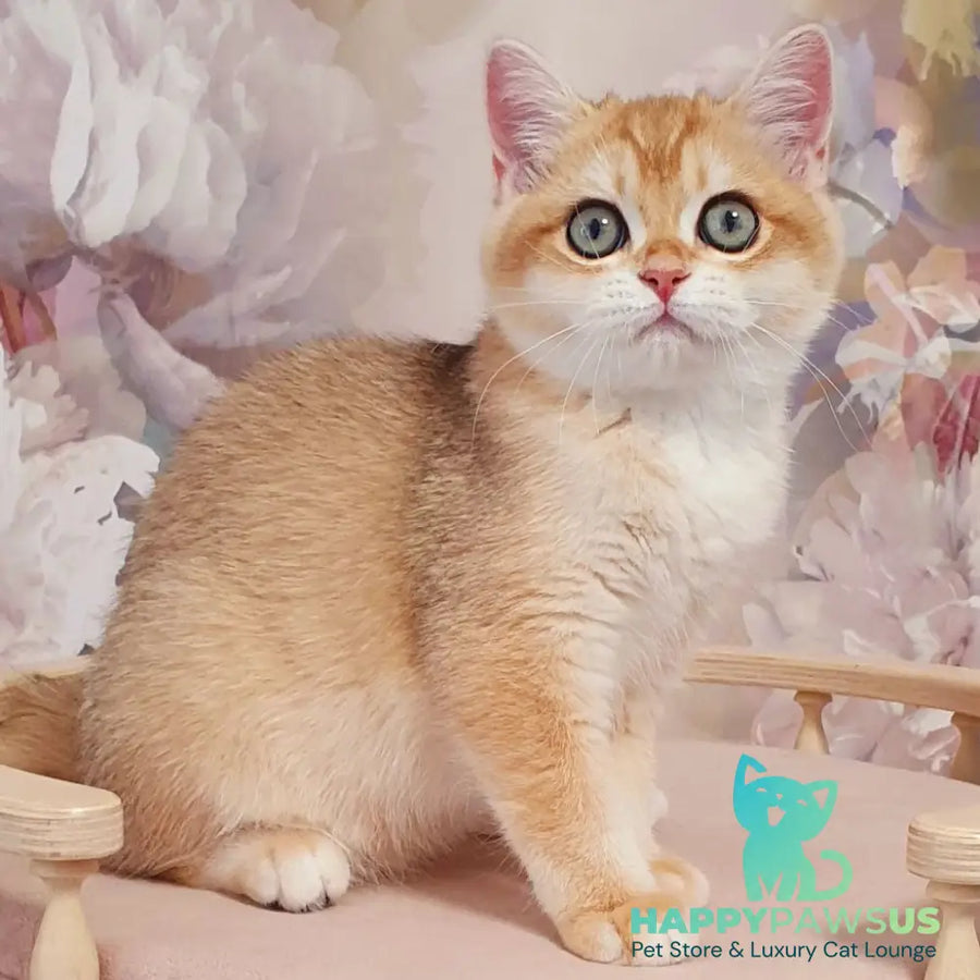 Wasilisa British Shorthair female black golden chinchilla - live animals