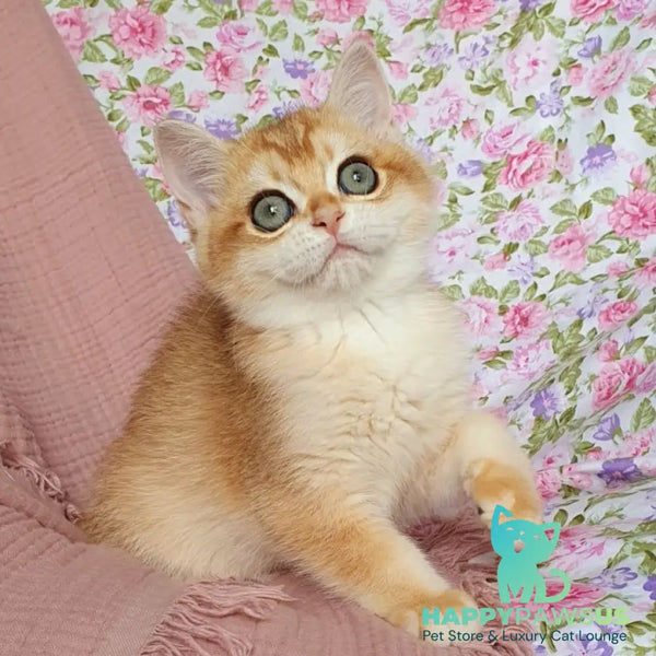 Wasilisa British Shorthair female black golden chinchilla - live animals