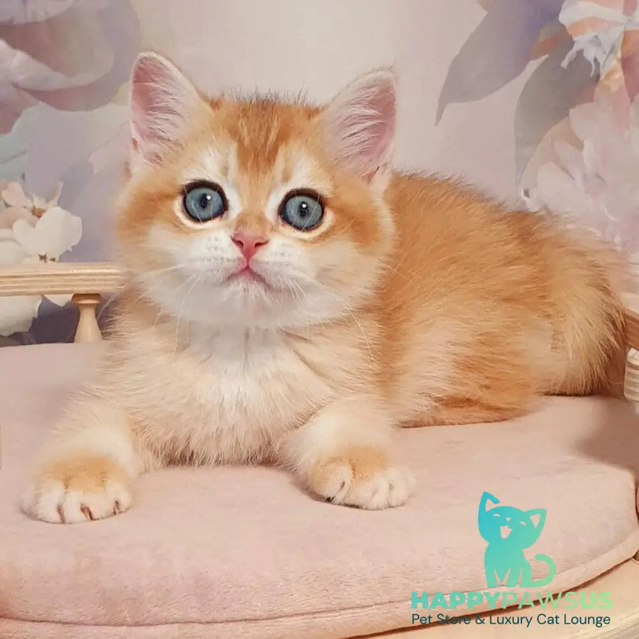 Wasilisa British Shorthair female black golden chinchilla - live animals
