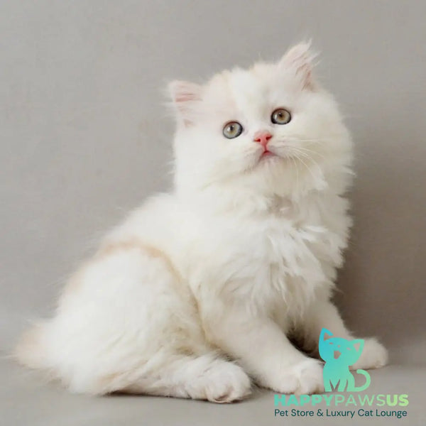Wasilisa Scottish Straight female red silver tabby van - live animals