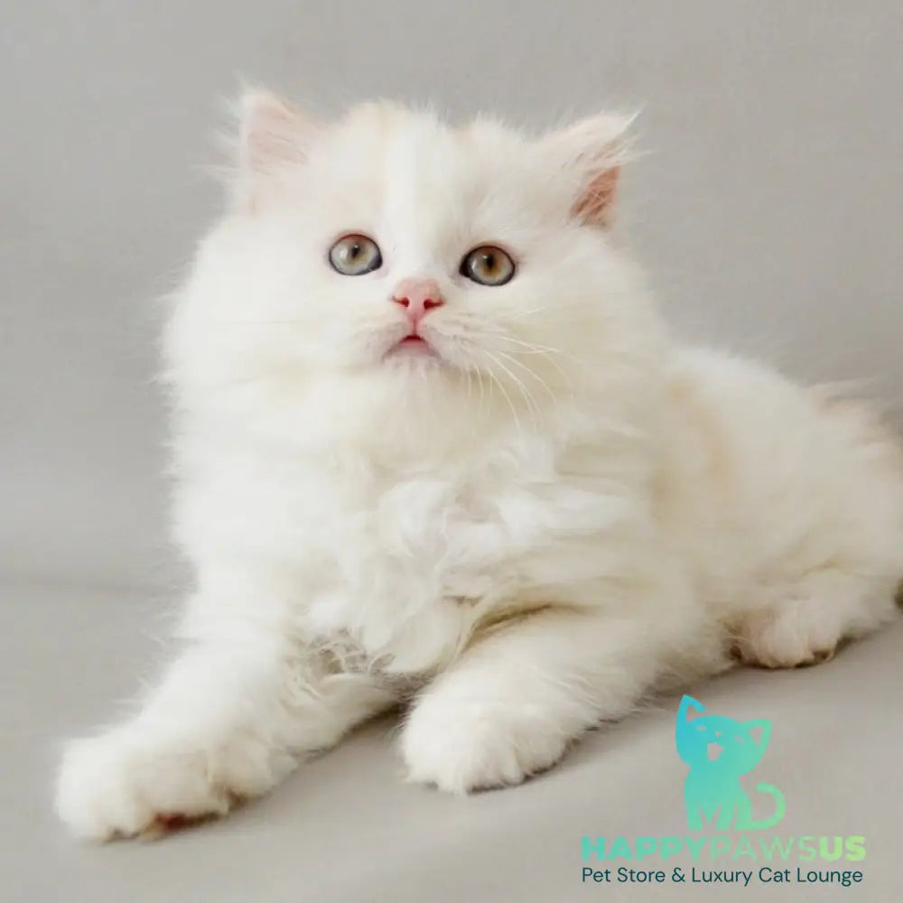 Wasilisa Scottish Straight female red silver tabby van - live animals