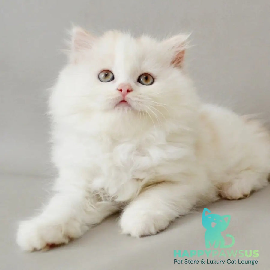 Wasilisa Scottish Straight female red silver tabby van - live animals